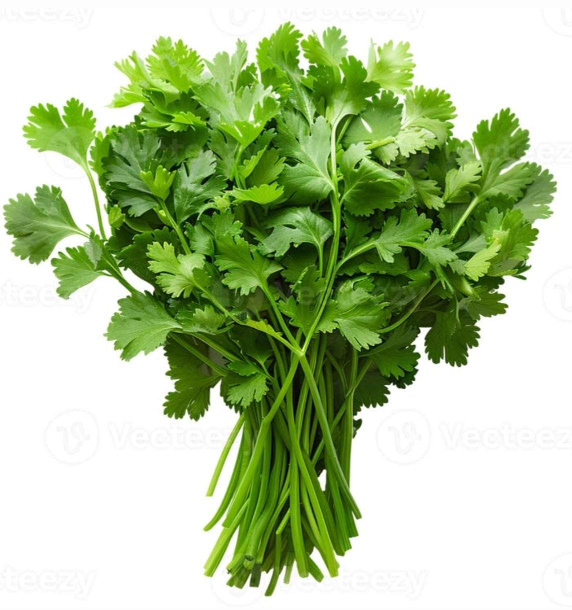 Coriander Leaves