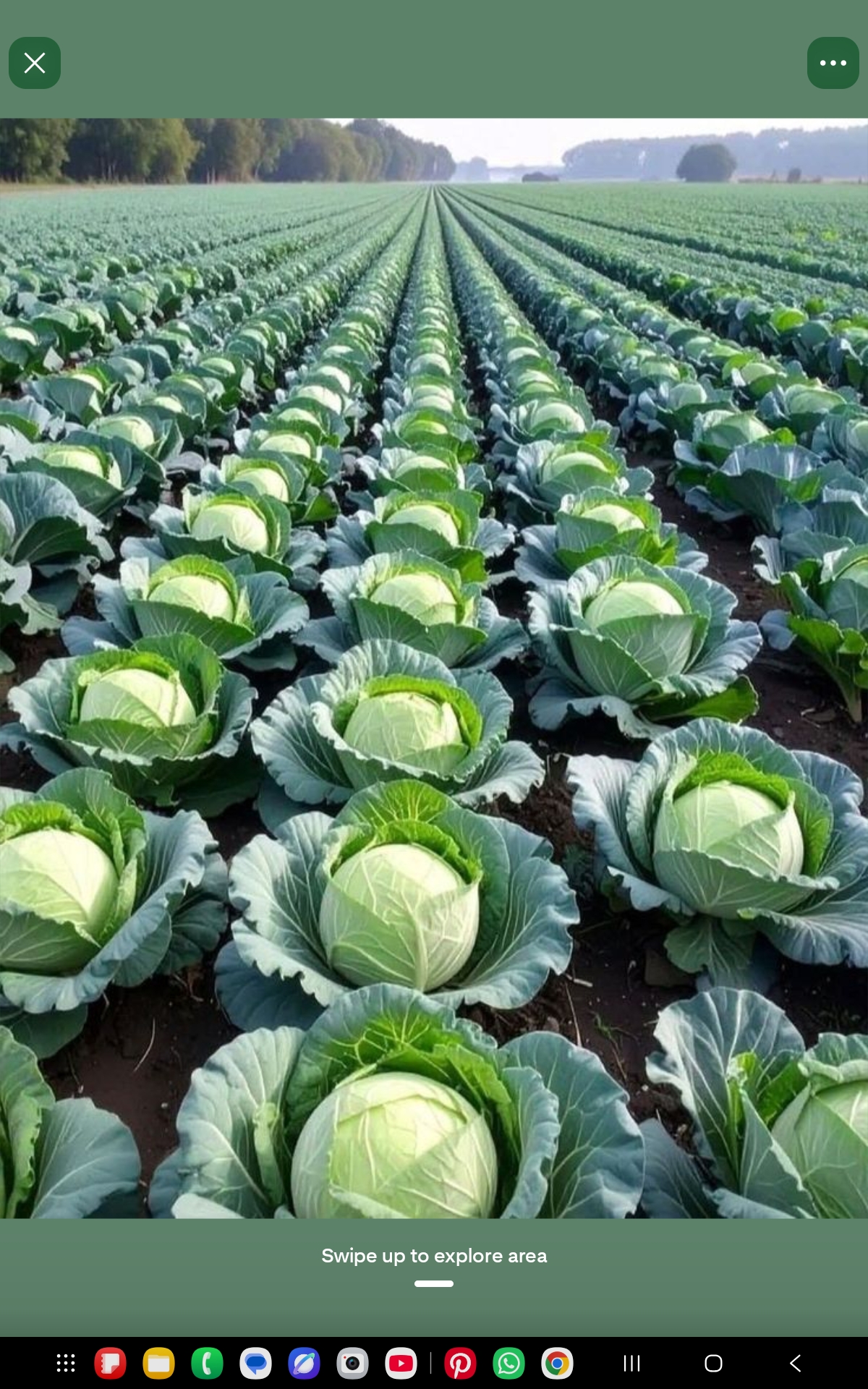 Cabbage