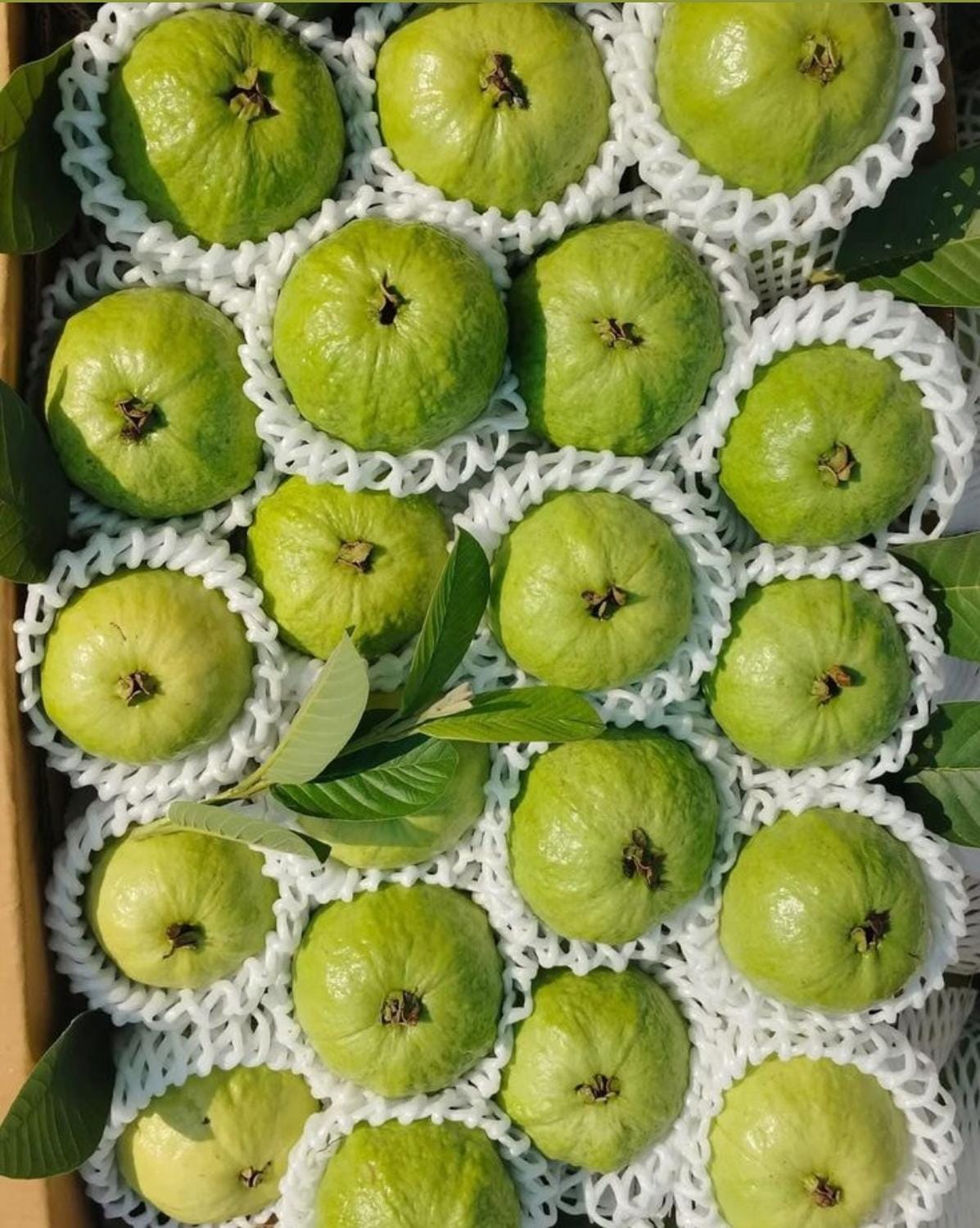 Guava