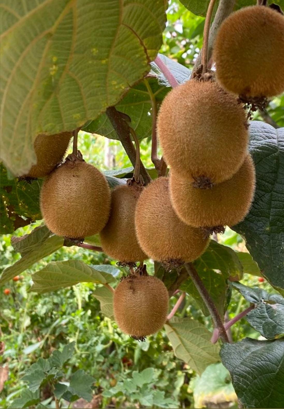 Kiwi Green