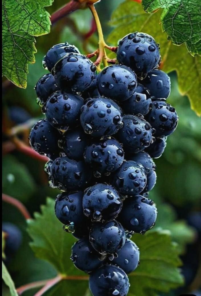 Grapes Black