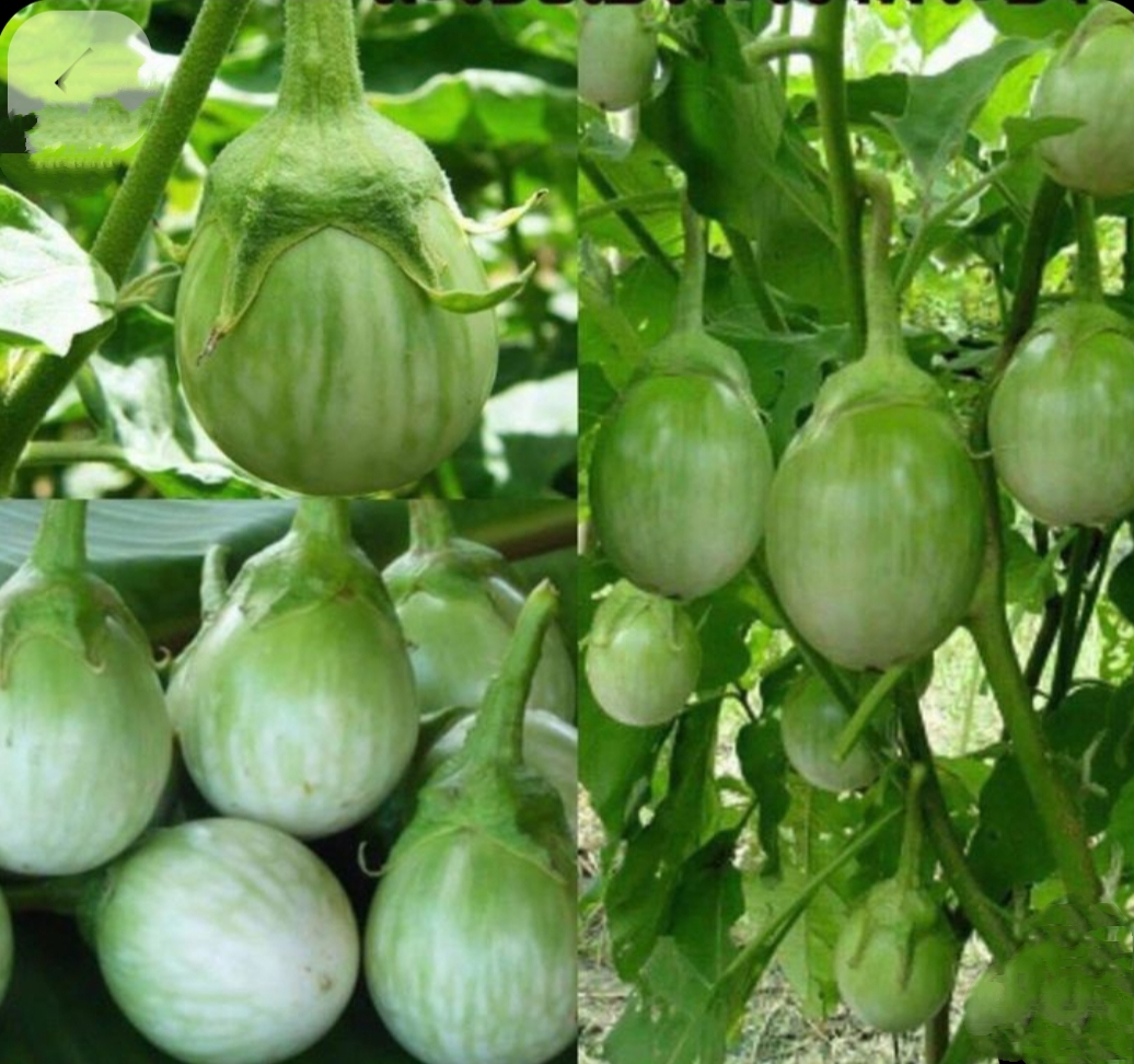 White Vankaya (White Brinjal)