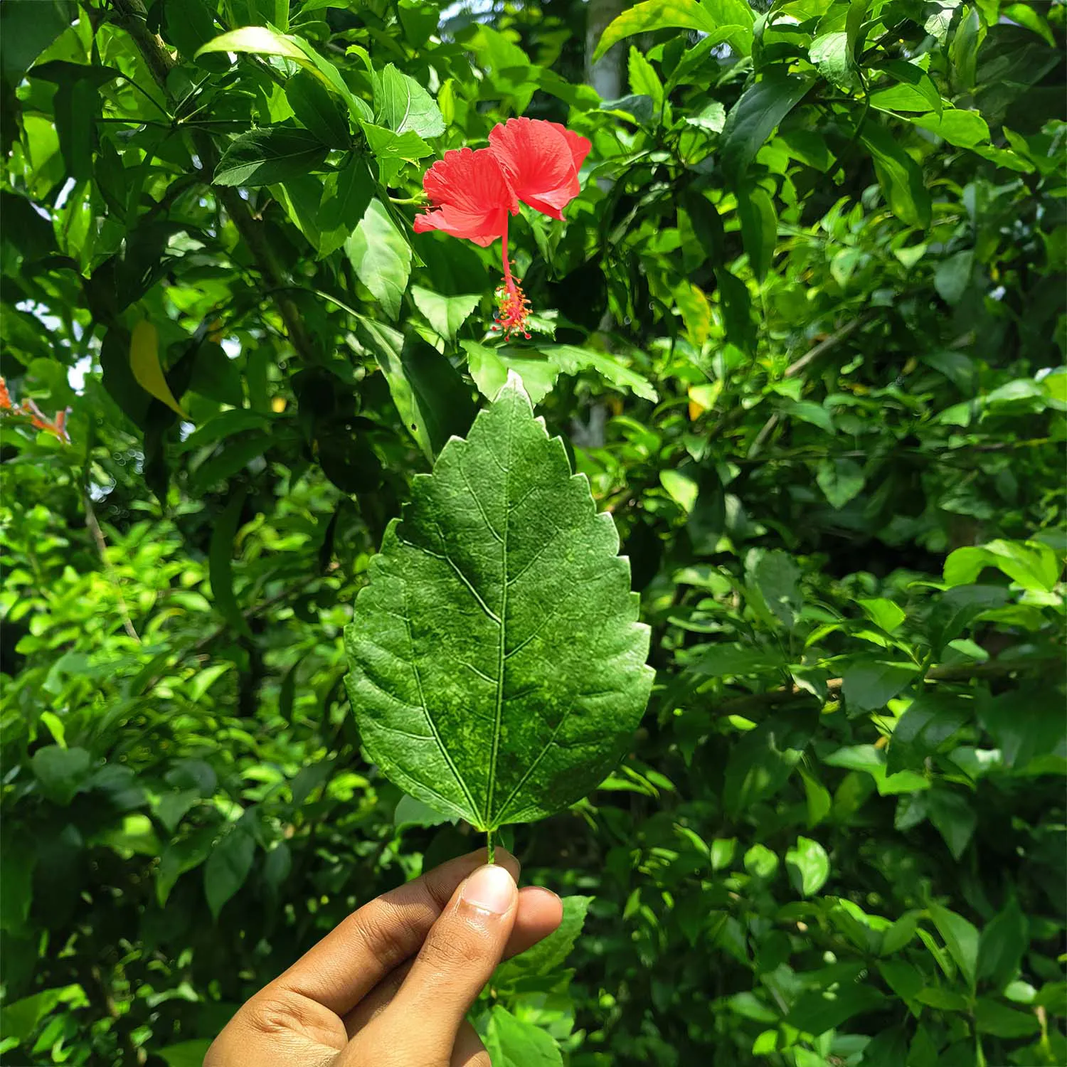 Mandharam Aaku (Hibiscus Leaves)