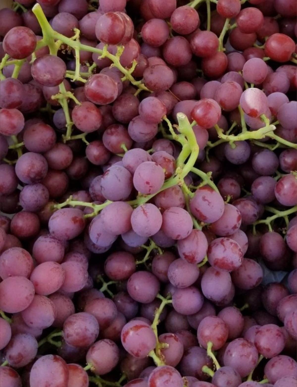 Red Grapes