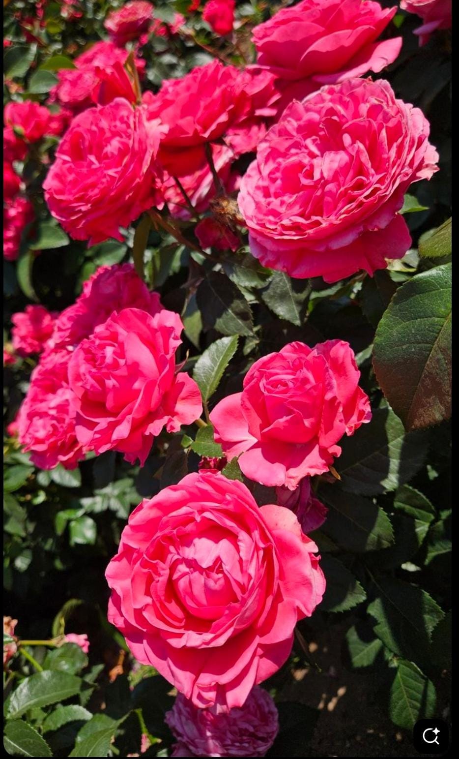 Roses