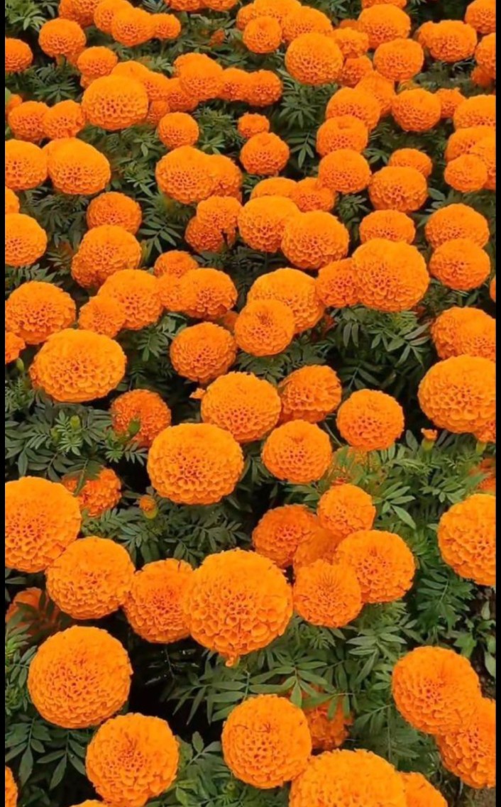 Orange Marigold (Bantipoolu)